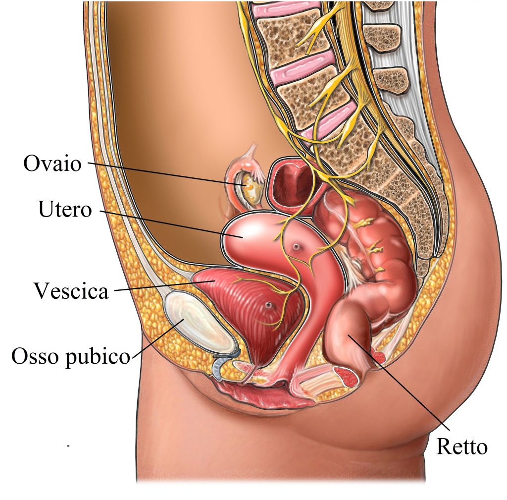 Анатомия органов малого таза